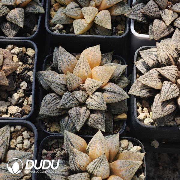 Haworthia Picta Variegated - Image 2