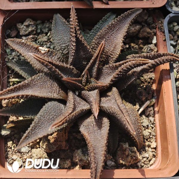 1756129550-1749630696-e201.jpg Haworthiopsis koelmaniorum - Image 1