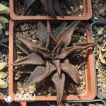 Haworthiopsis koelmaniorum - Image 2