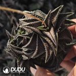 Haworthia Onigawara Clustering