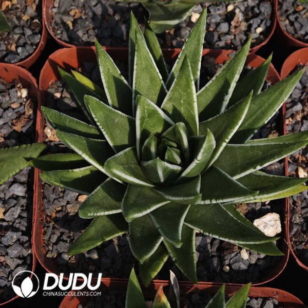 1756129557-1749630706-e201.jpg Haworthia White Crane - Image 1