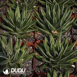 Haworthia White Crane - Image 2