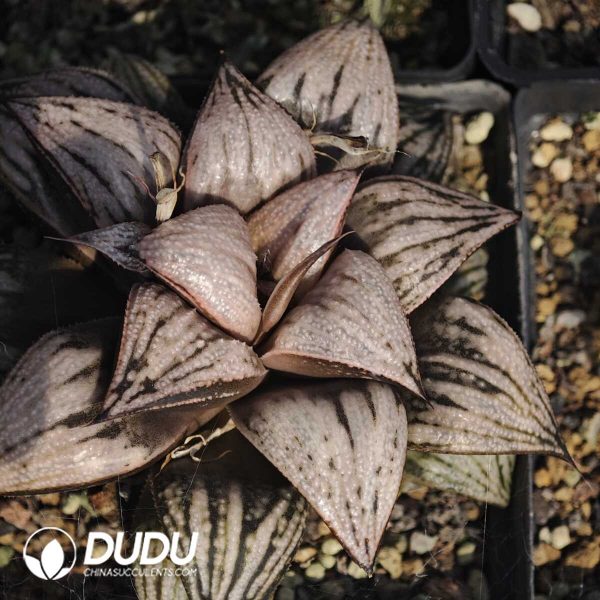 1756129559-1749630711-e201.jpg Haworthia splendens hybrid Michelle - Image 1