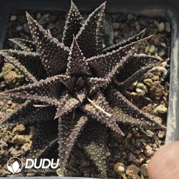 Haworthia Xiangshan - Image 1