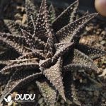 Haworthia Xiangshan - Image 2