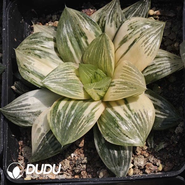 Haworthia Qianyun Variegated Hybrid - Image 2