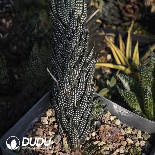 1756129568-1749630730-e201.jpg Haworthia Little White Dove - Image 1