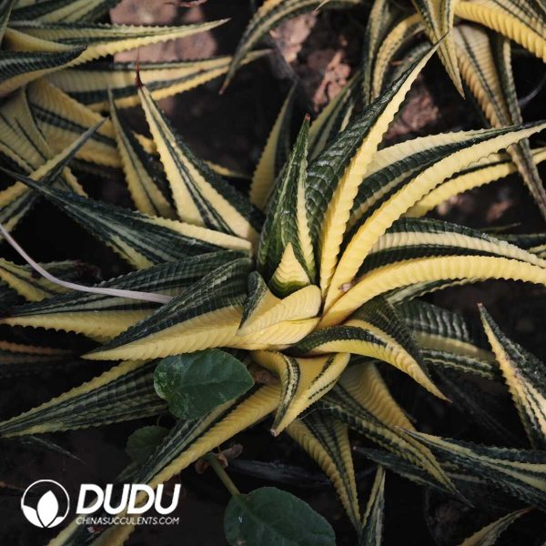 1756129570-1749630733-e201.jpg Haworthiopsis limifolia - Image 1