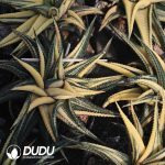 Haworthiopsis limifolia - Image 2