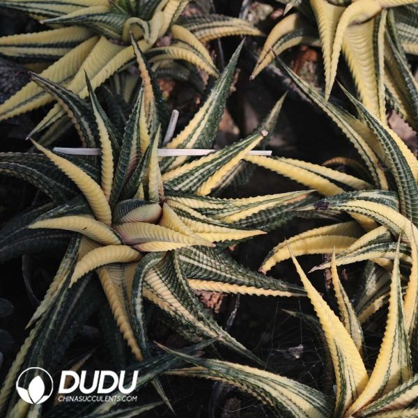 Haworthiopsis limifolia - Image 2