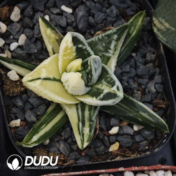 Haworthia Emperor Variegated - Image 1