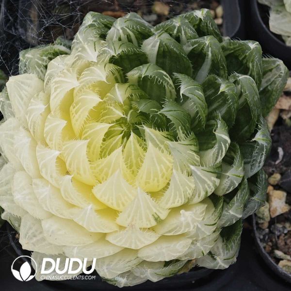 1756129575-1749630740-e201.jpg Haworthia Silver Crystal Variegated - Image 1