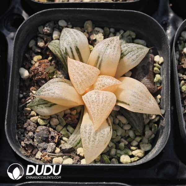 Haworthia Clean Crab Variegated - Image 1