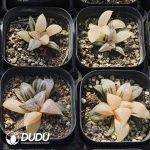 Haworthia Clean Crab Variegated - Image 2