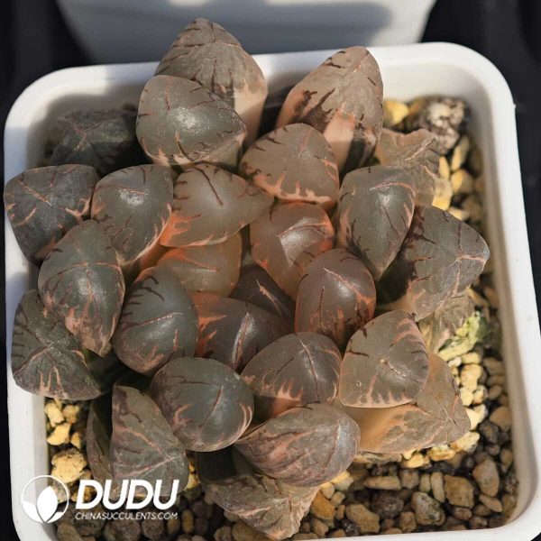 Haworthia fasciata Variegated - Image 1