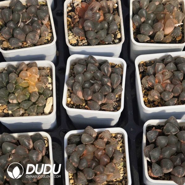 Haworthia fasciata Variegated - Image 2