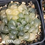 Haworthia Seedling Grown obtusa Haw.f.Silky Variegated
