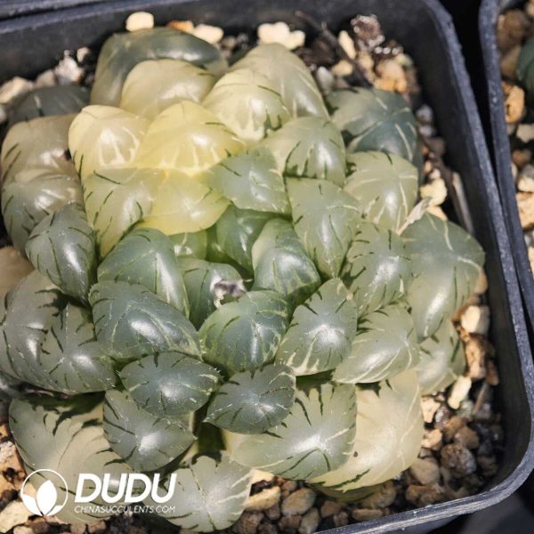 Haworthia Seedling Grown obtusa Haw.f.Silky Variegated - Image 1