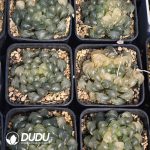 Haworthia Seedling Grown obtusa Haw.f.Silky Variegated - Image 2