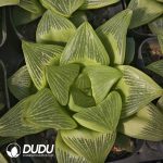 Haworthia Golden Emperor Shou