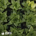 Haworthia Golden Emperor Shou - Image 2