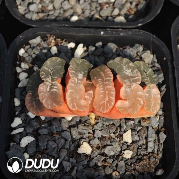 Haworthia koteki nishiki hybrid - Image 1