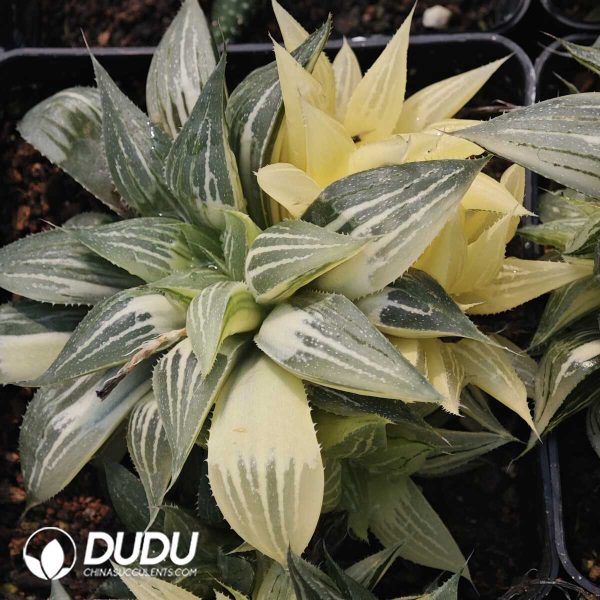 Haworthia Little White Shark Variegated Clustering - Image 1