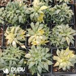 Haworthia Little White Shark Variegated Clustering - Image 2