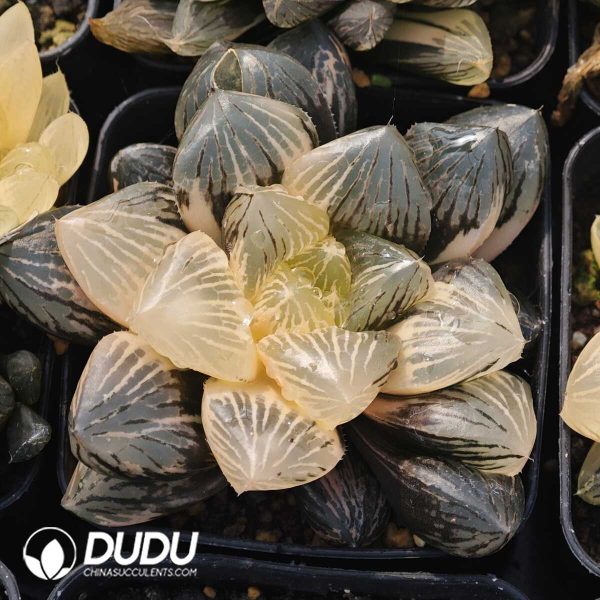 Haworthia Jade sandalwood longevity Variegated - Image 1