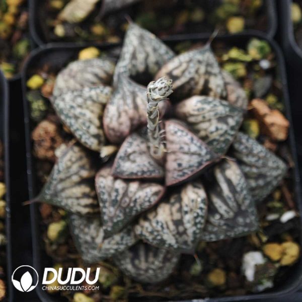 Haworthia Oiran - Image 1