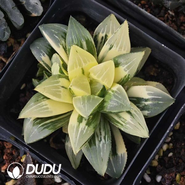 Haworthia Ji Shou Variegated - Image 1