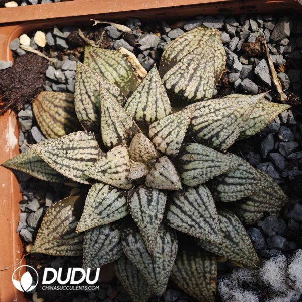 Haworthia silver - Image 1