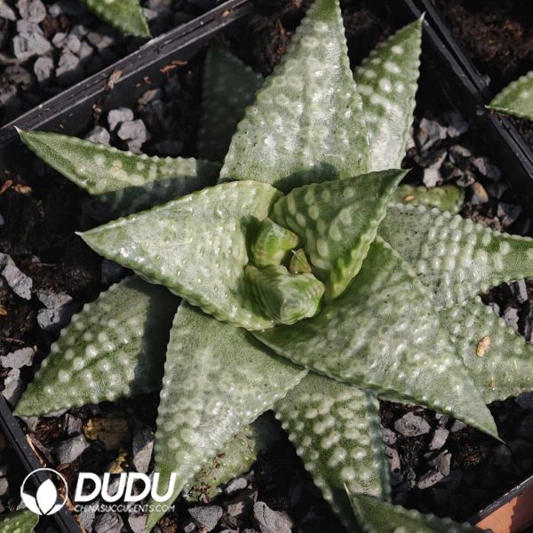 Haworthia Big Galaxy - Image 1