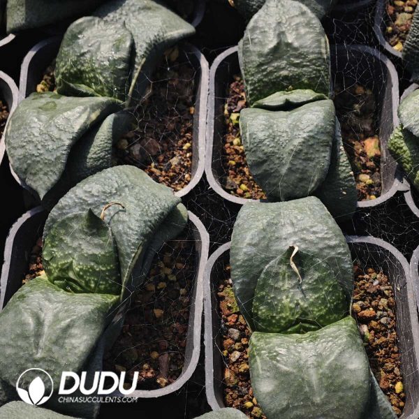 Gasteria Snails - Image 1