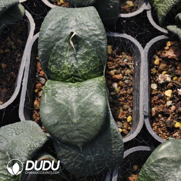 1756129608-1749630808-e201.jpg Gasteria Snails - Image 1