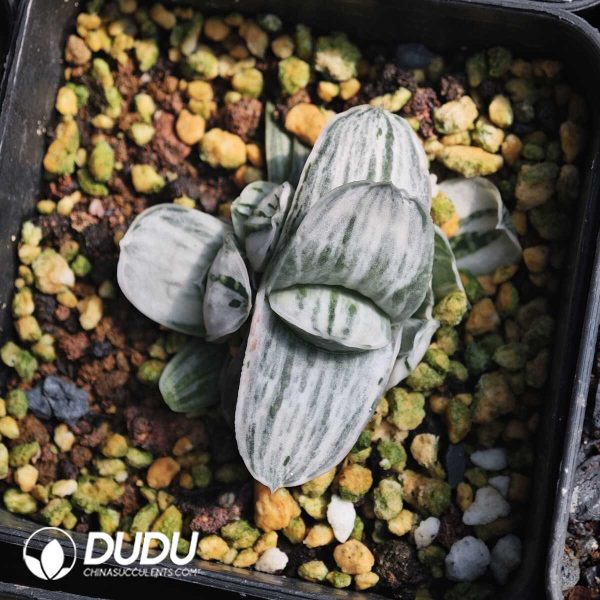 Gasteria Creamy white Variegated - Image 1