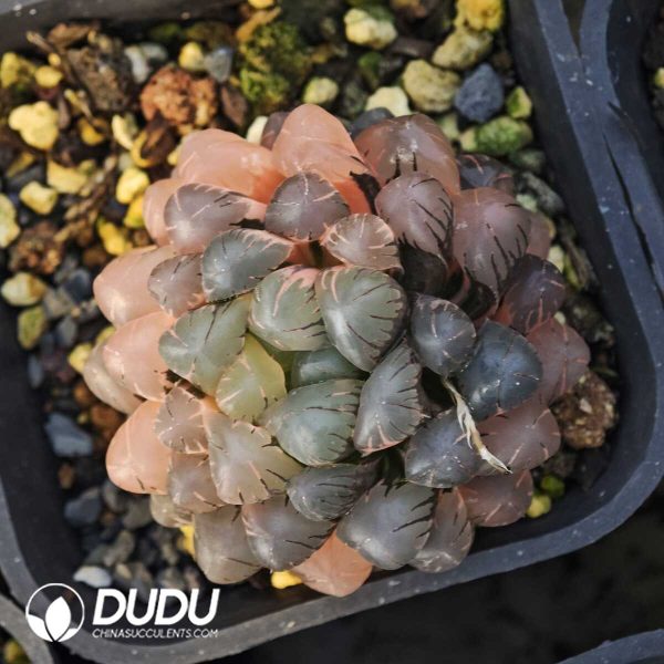 Haworthia Ice Lantern Jade Dew Variegated - Image 1