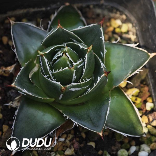 Agave A-type Sasanoyuki - Image 1