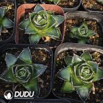 Agave A-type Sasanoyuki - Image 2