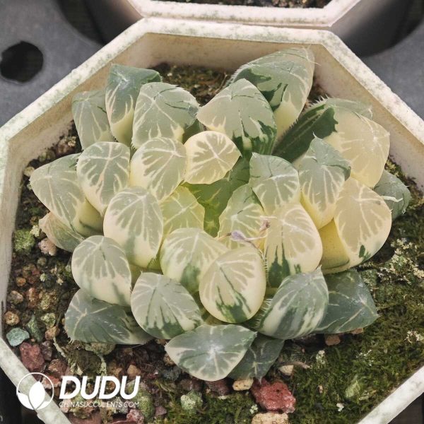 Haworthia cooperi var. pilifera variegata - Image 1
