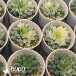 Haworthia 'Lotus Lantern' Variegated Mother Plant - Image 2