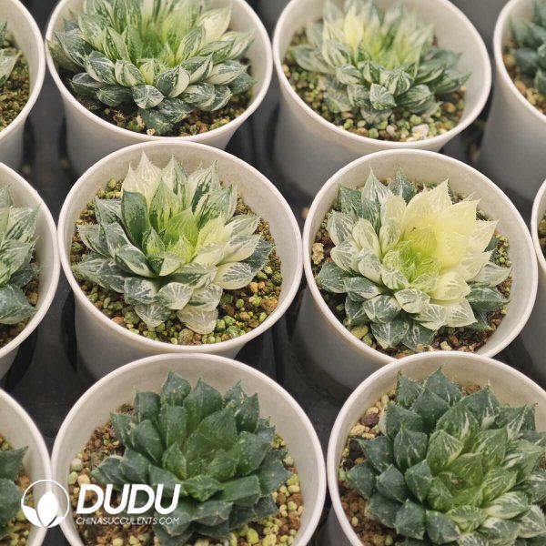 Haworthia 'Lotus Lantern' Variegated Mother Plant - Image 2