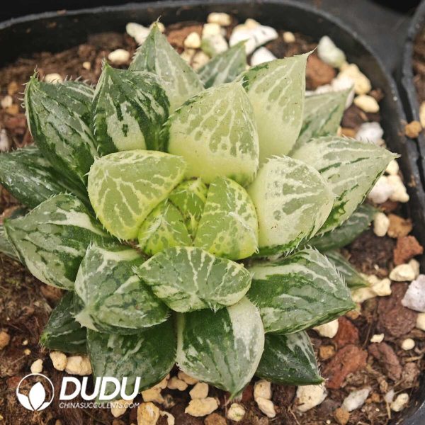 Haworthia 'Lotus Lantern' Variegated - Image 1