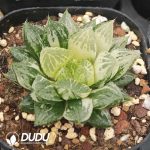 Haworthia 'Lotus Lantern' Variegated - Image 2