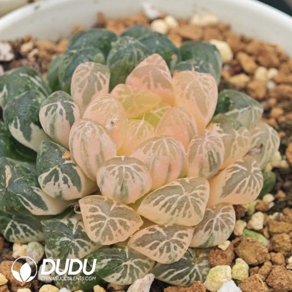 Haworthia Cooperi Plastic Skin Variegated (Mother Plant) - Image 1