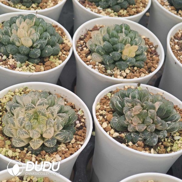 1756129628-1750041176-e201.jpg Haworthia Cooperi Plastic Skin Variegated - Image 1