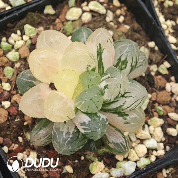 Haworthia Cooperi Variegated - Image 1