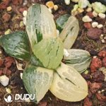 Haworthia springbokvlakensis Variegated