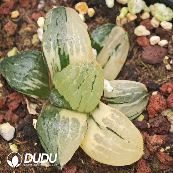 Haworthia springbokvlakensis Variegated - Image 1