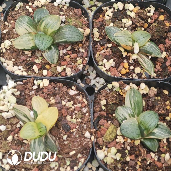 Haworthia springbokvlakensis Variegated - Image 2